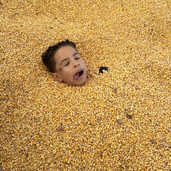Minnesota Harvest Apple Orchard - My kid in the corn bin lol - Pick Your Own Farms Near Me - Jordan, Minnesota