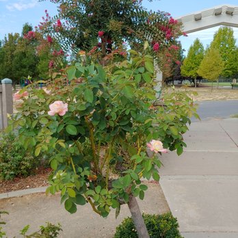Natomas Rose Garden - Natomas Rose Garden - Parks Near Me - Sacramento, California Natomas Rose Garden - Natomas Rose Garden - Parks Near Me - Sacramento, California