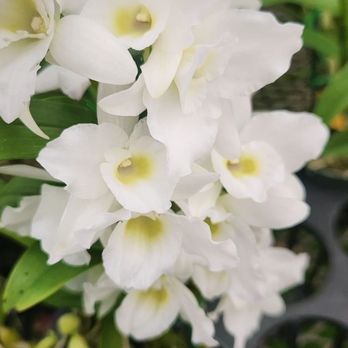 Shelldance Orchid Gardens - Nurseries & Gardening Near Me - Pacifica, California