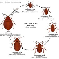 Debbie Expert Extermination - Evolution of the bedbug