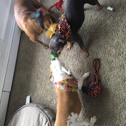 Angel Touch Pet Spa