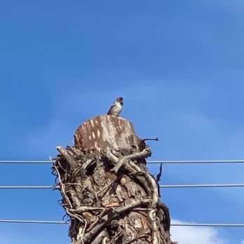 Henriquez Tree Service - Finished the job just like we asked - Tree Services Near Me - Bakersfield, California Henriquez Tree Service - Finished the job just like we asked - Tree Services Near Me - Bakersfield, California