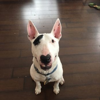 Dog Gone Walkin' - Our happy customer Robo. - Dog Walkers Near Me - Chicago , Illinois