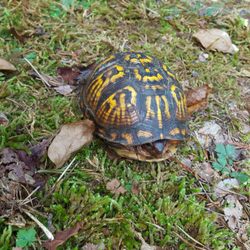 Haw Ridge Park - Turbo the tortoise