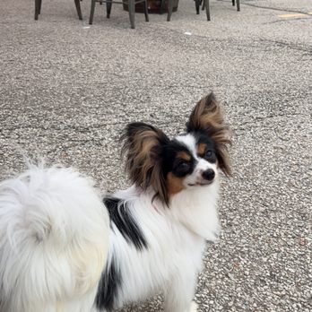 Big Ash Brewing - Puppy Approved Patio - Breweries Near Me - Cincinnati, Ohio