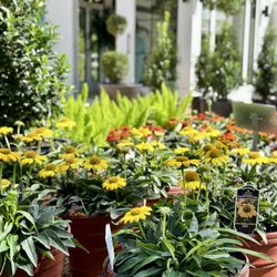 Hand Nurseries