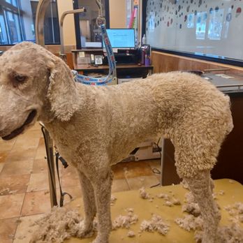 Sandy Paws Grooming - Pet Groomers Near Me Sandy Paws Grooming - Pet Groomers Near Me