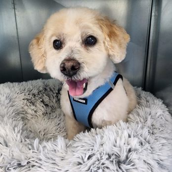 Shampoodles - Pet Groomers Near Me Shampoodles - Pet Groomers Near Me