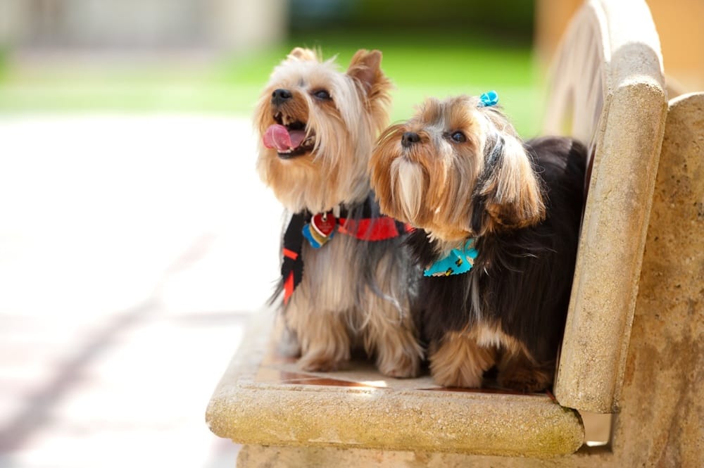 Happy Tails Pet Grooming & Boarding