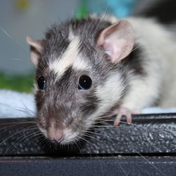 Scaled Sitting & Services - Pet rat, Petrie - Reptile Shops Near Me Scaled Sitting & Services - Pet rat, Petrie - Reptile Shops Near Me
