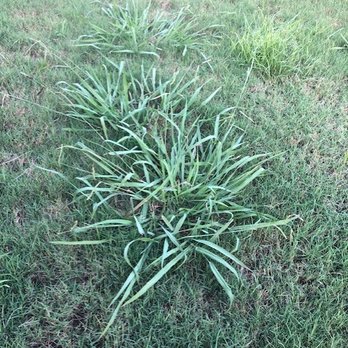 TruGreen Lawn Care - July 3 - half the yard full of these - Tree Services Near Me - Sugar Land, Texas TruGreen Lawn Care - July 3 - half the yard full of these - Tree Services Near Me - Sugar Land, Texas