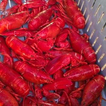 Mainesota Grill - Fresh lobster cooked daily - Seafood Near Me - Swans Island, Maine Mainesota Grill - Fresh lobster cooked daily - Seafood Near Me - Swans Island, Maine