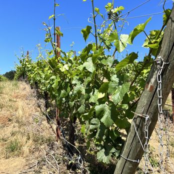 J L Kiff Vineyard - Vines - Wine Tasting Room Near Me - McMinnville, Oregon J L Kiff Vineyard - Vines - Wine Tasting Room Near Me - McMinnville, Oregon