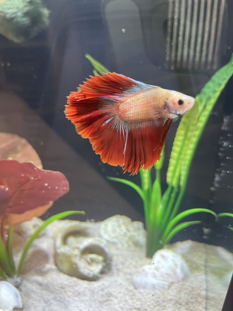Petsense Image