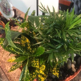 Angie's Flowers - Florists Near Me - El Paso, Texas Angie's Flowers - Florists Near Me - El Paso, Texas