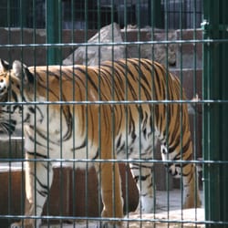Tigergarten