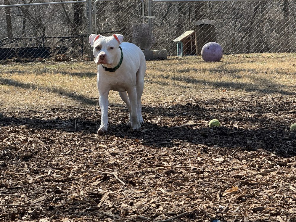 Jones Girlz Ink - pet boarding facility in Kansas City, KS