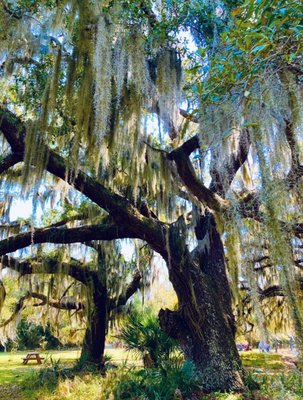 Cannon's Point Preserve by null