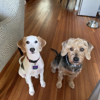 Dances with Dogs - Dogs - Pet Training Near Me