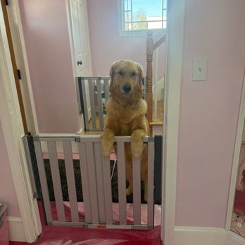 Poochie Palace - Pet Sitting Near Me - Tewksbury, Massachusetts Poochie Palace - Pet Sitting Near Me - Tewksbury, Massachusetts