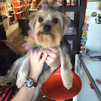 Orange Grooming - Trufa soooo happy with her beautiful bows! - Pet Groomers Near Me - Miami, Florida Orange Grooming - Trufa soooo happy with her beautiful bows! - Pet Groomers Near Me - Miami, Florida