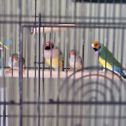 Ziggy's Feathered Friends - Gouldian finches