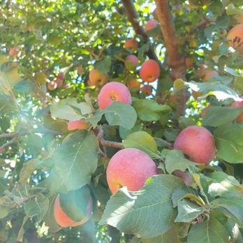 Apple Hill Growers Association - Apples in the parking lot *o* - Fruits & Veggies Near Me - Camino, California