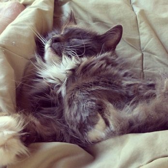 Karen Kelly, DVM - Miss Molly Kitty, 2000-2017 - Veterinarians Near Me Karen Kelly, DVM - Miss Molly Kitty, 2000-2017 - Veterinarians Near Me