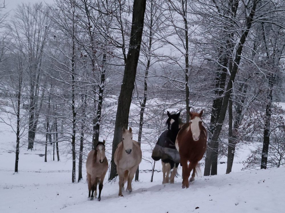 SAGA Equine - equestrian in Fredericktown, OH