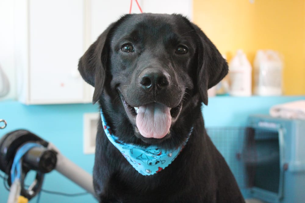 HAIR OF THE DOG GROOMING SALON Updated September 2024 15 Photos