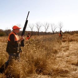 Ozark Wings - Pheasant shoot, quail hunt