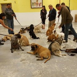 J & J Custom K-9 - Obedience Training