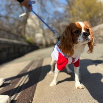 Pet Love NYC - Dog Walkers Near Me - New York, New York Pet Love NYC - Dog Walkers Near Me - New York, New York