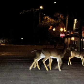 Kelly's Casino - Deer crossing the street last 9/25- outside Kelly's Bar & Casino - Casinos Near Me - Bigfork, Montana