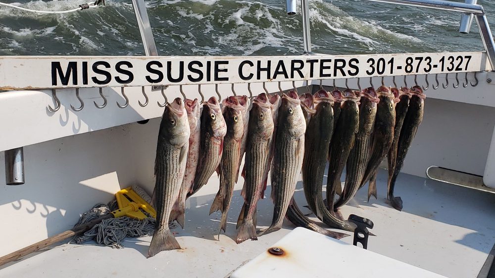 Miss Susie Charters Logo