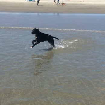 Coronado Dog Beach - Zoey loves Coronado Dog Beach - Beaches Near Me - Coronado, California Coronado Dog Beach - Zoey loves Coronado Dog Beach - Beaches Near Me - Coronado, California