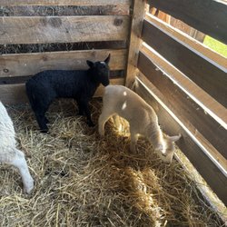 Fenimore Farm and Country Village - Baby sheep