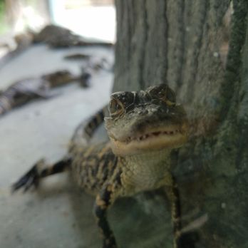 Gatorland - Up Close and Personal with a Baby Gator - Zoos Near Me - Orlando, Florida Gatorland - Up Close and Personal with a Baby Gator - Zoos Near Me - Orlando, Florida