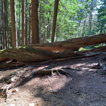 Lynn Headwaters Regional Park - Lynn Peak Trail (August 2025). - Parks Near Me - North Vancouver, British Columbia Lynn Headwaters Regional Park - Lynn Peak Trail (August 2025). - Parks Near Me - North Vancouver, British Columbia