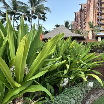 Ama Ama Restaurant - New American Near Me - Kapolei, Hawaii