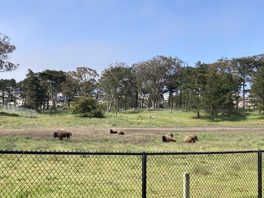 Bison Paddock by null