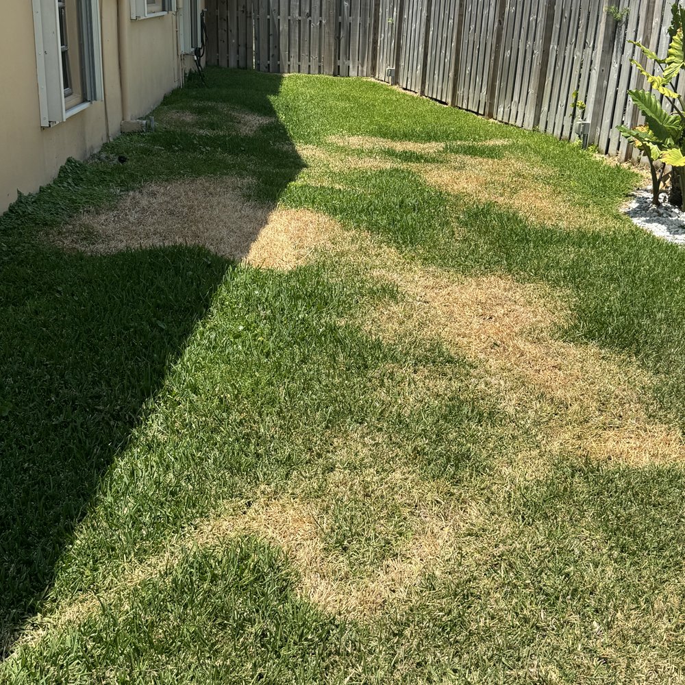 Always Right Lawn Care - After Andrew Alvarez Always Right Lawn Care destroyed our lawn. - Lawn Services Near Me Always Right Lawn Care - After Andrew Alvarez Always Right Lawn Care destroyed our lawn. - Lawn Services Near Me