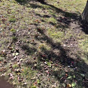 Milton's Tree Care Services - Tree Services Near Me Milton's Tree Care Services - Tree Services Near Me