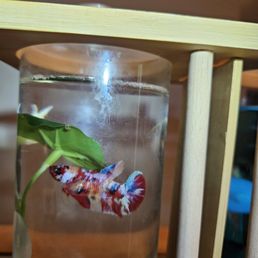$80 Giant Betta. haha . Smallest betta I own in smallest jar.