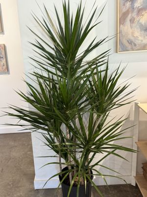 Flourish Plant Shop & Wine Bar by null