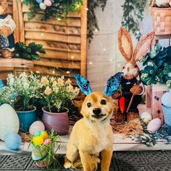 Pawfect Time - Oso - Pet Groomers Near Me - Palm Desert, California Pawfect Time - Oso - Pet Groomers Near Me - Palm Desert, California
