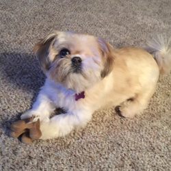 Paws & Claws Dog Grooming - She has only one eye but they make her look pretty.