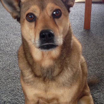 Kellys On Demand - Dog Walkers Near Me - Hopatcong, New Jersey