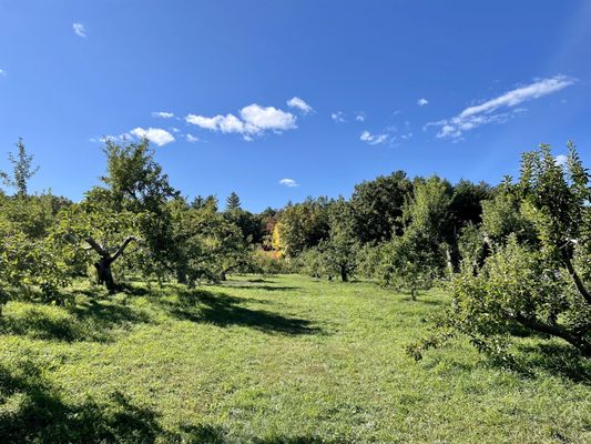 Carver Hill Orchard by null