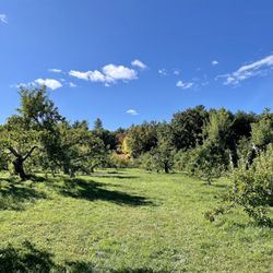 Carver Hill Orchards